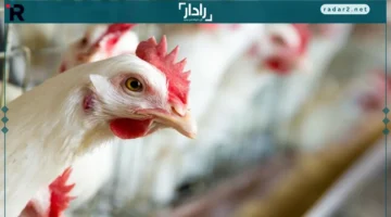 أسعار الفراخ.. تغير ملحوظ في بورصة الدواجن الخميس 18 ديسمبر 2025